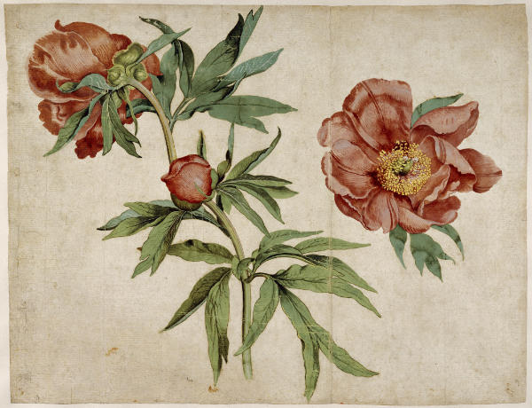 The Peony Evolution